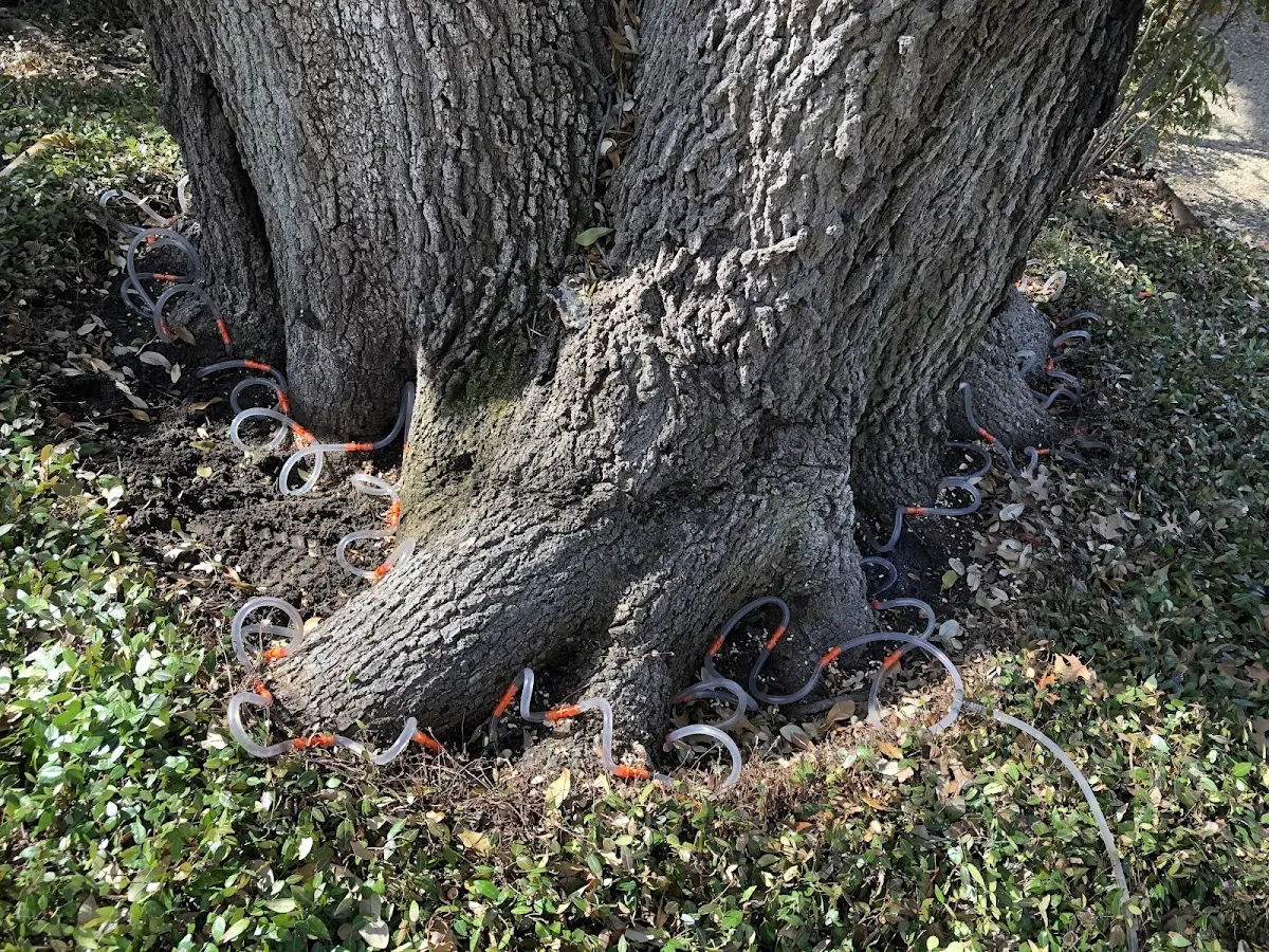 Detailed Tree Cabling and Bracing job site in Powderville