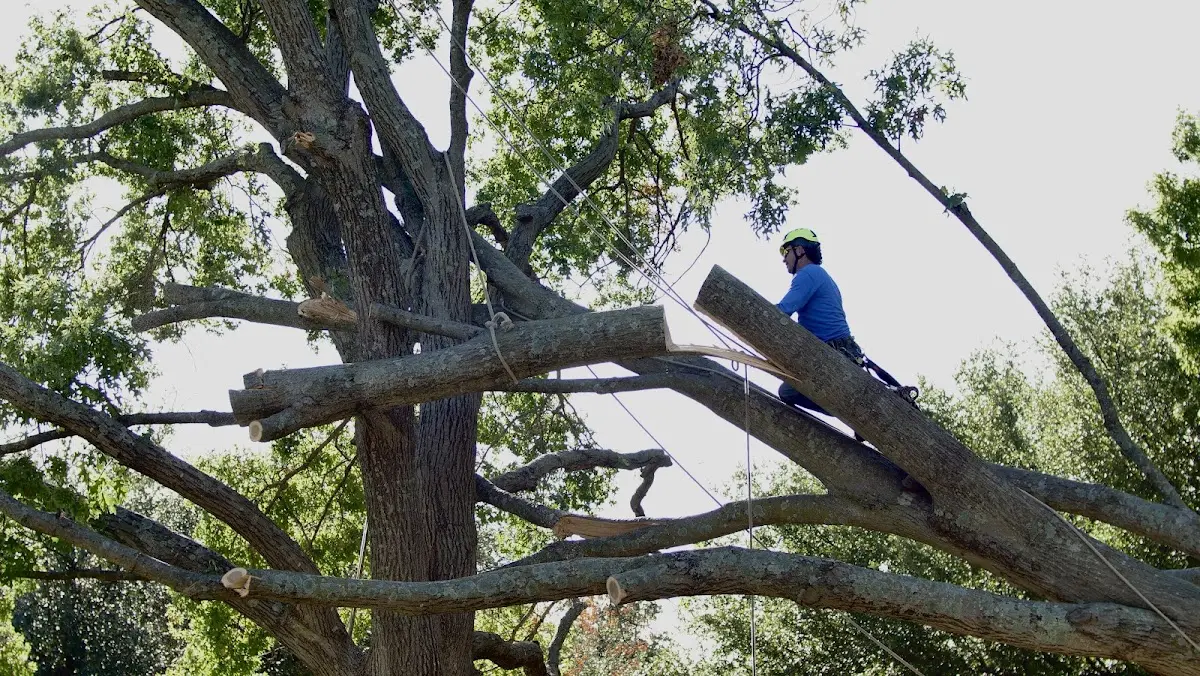 Professional Crown Thinning performed by certified arborists in Powderville