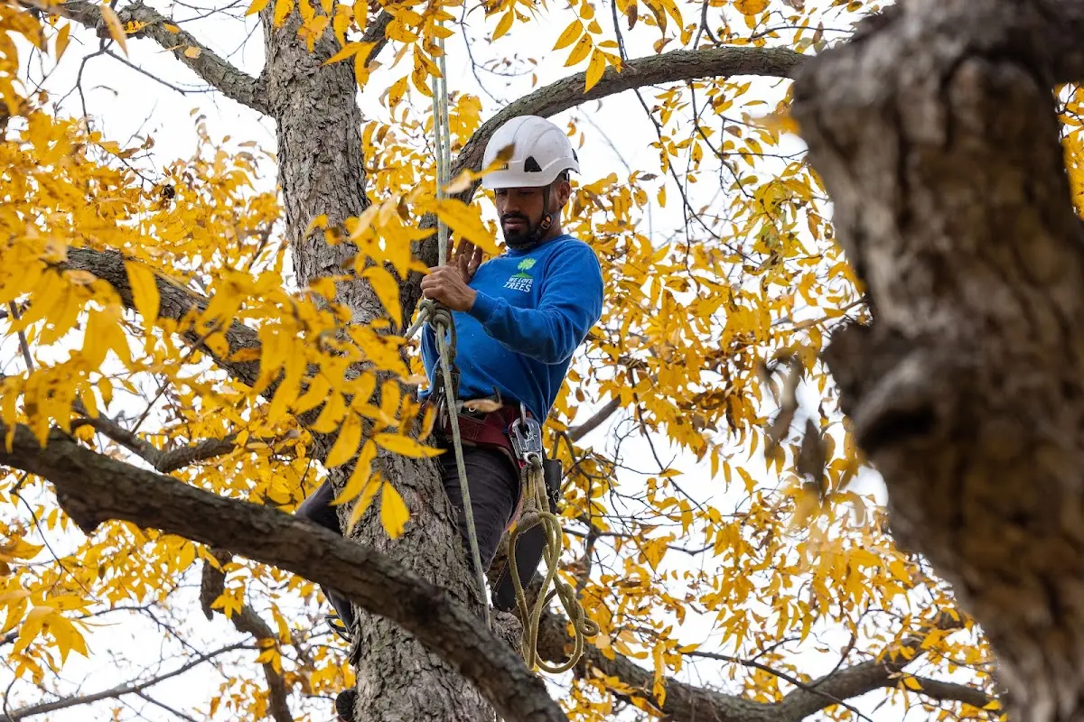 Skilled Tree Pruning crew working in Powderville